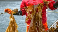 Why this startup is mining seaweed to power EVs