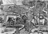 How white-tailed deer came back from the brink of extinction