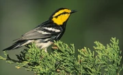 Why changing the Endangered Species Act’s definition of ‘harm’ would undo key protections