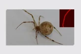 The world’s first genetically modified spider could lead to new ‘supermaterials’