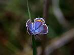 How you can help save declining butterflies