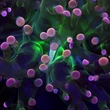 Have fish at home? You can help scientists discover how to save coral reefs
