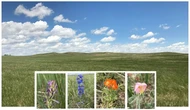 Solar panels help grasslands grow better during a drought, research shows