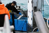 These ingenious new robots are helping fishing crews catch salmon more humanely and sustainably
