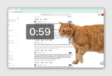 Addicted to social media? This adorable, infuriating cat will stop you from doomscrolling