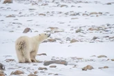 The sticky geniuses behind Post-Its and Scotch Tape made a polar bear tracker that clings to their fur