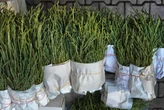 Saltwater is poisoning crops. The ‘sea asparagus’ could be the solution