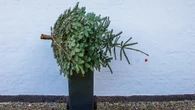 The secret economics behind your Christmas tree choices
