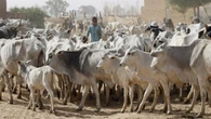 Herdsmen/Farmers Clash: Bring back Nigeria from brink, Bode George tells Buhari