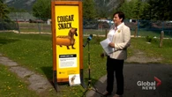 Banff launches education campaign aimed at dog, wildlife safety