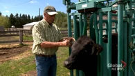 ‘It’s not a big draw’: veterinarian shortage impacting rural practice