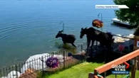 Pair of moose take a dip in Calgary lake