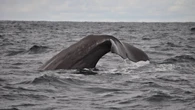 U.S.-Norwegian whale study triggers wave of backlash