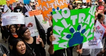 Empleado de empresa contratada por Conagua mata a perros que se refugiaban en planta