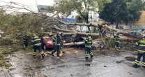 Fuertes vientos y lluvias derriban árboles en Coyoacán; reportan daños materiales