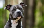 Les chiens catégorisés sont-ils dangereux ?
