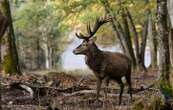 La forêt de Compiègne perd son cerf iconique « l’Epine » percuté par une auto