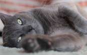 Chat insolite : le chartreux