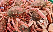 Des milliers de carcasses d’araignées échouées sur une plage à Saint-Malo
