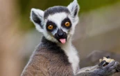 Les lémuriens, animaux mystérieux de Madagascar