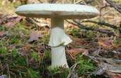 Attention aux intoxications aux champignons vénéneux, dans la Vienne