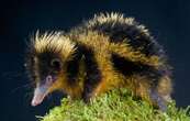 Le tenrec zébré des terres basses, un animal qui ne manque pas de piquant !