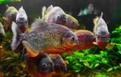 Piranhas, chameaux, rat : 3 idées reçues sur ces drôles de créatures !