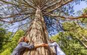 Pour dépasser Squeezie, il tente le record du monde de câlin à un arbre