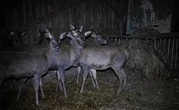 En Mayenne, l’abattage de cerfs pour Noël pointé du doigt par L214