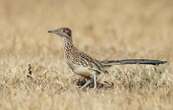 Les coucous : des oiseaux tantôt migrateurs, tantôt sédentaires