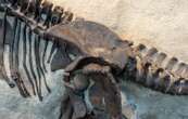 Le Muséum de Nantes se lance dans une chasse aux dinosaures aux USA