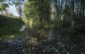 Hécatombe de poisson en Seine-et-Marne après une pollution au sucre