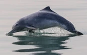 Après un mois d’interdiction pour protéger les dauphins, la pêche de nouveau autorisée
