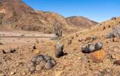 Un vaste trafic de cactus rares démantelé entre l’Italie et le Chili