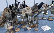 Prison avec sursis pour un « collectionneur » d’oiseaux protégés à Nice