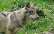 Un deuxième loup abattu par un tir de défense, dans le Doubs