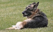 Le chien de Joe Biden (pas celui qui mord tout le monde, l’autre) est mort