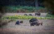 Que faire de la viande des sangliers, abattus par centaines de milliers ?