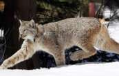 Un chasseur professionnel suisse croit abattre des loups et tue trois lynx par erreur