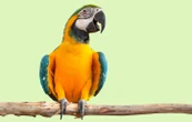 2 questions que vous vous posez sur les perroquets