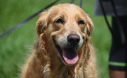 Quelle est cette mystérieuse maladie qui tue les chiens aux États-Unis ?