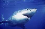 Un grand requin blanc retrouvé mort sur une plage du Massachusetts