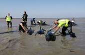 Grosse opération pour sauver un groupe de dauphins échoué sur l’île de Ré