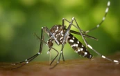Un étudiant en érection pendant 18 heures après avoir attrapé la dengue