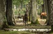 C’est quoi ce projet de décret sur la chasse au cerf qui fait polémique ?