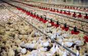 Ils veulent tuer dans l’œuf le méga poulailler de 600.000 poulets