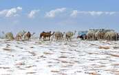 Les images surprenantes d’un désert d’Arabie saoudite recouvert de grêle