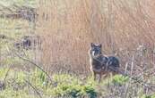 Un chacal doré observé pour la première fois en Normandie