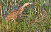 Le butor, oiseau farouche et réservé