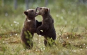C’est quoi ce problème avec la consanguinité des ours dans les Pyrénées ?